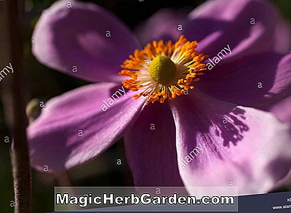 Anemone hupehensis (Bressingham Glow Windflower)