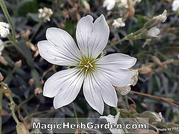 Planter: Anemone hybrida (White Giant Japanese Anemone)