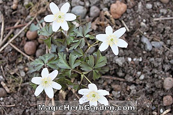 Anemone nemorosa (Leeds Varietät Anemone)