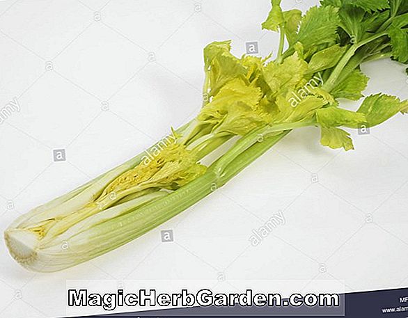 Apium graveolens (Golden Heart Celery)