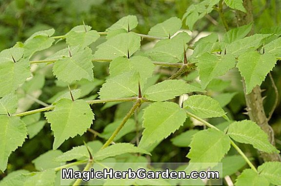 Planter: Aralia elata (Varieret japansk Angelica Tree)