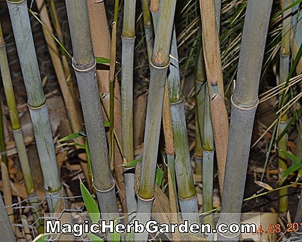 Bambusa forbesii (Eisenbambus)