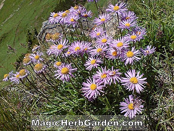 Aster alpinus (mørk skønhed)