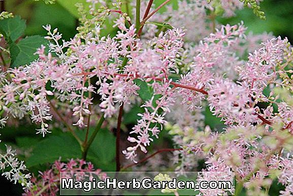 Astilbe simplicifolia (Bronze Elegance)