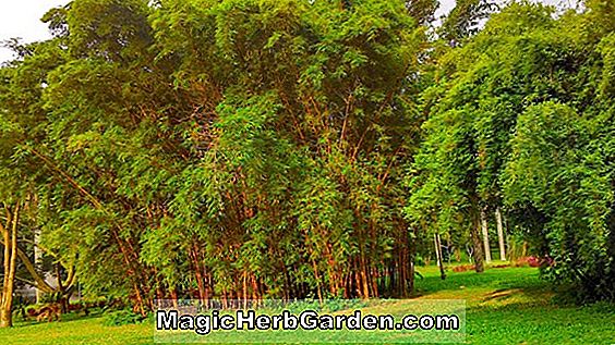 Bambusa lapidea (Pferdehuf Bambus)