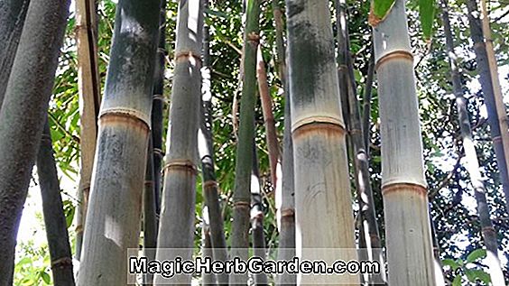 Bambusa dissimulator (Bamboo)