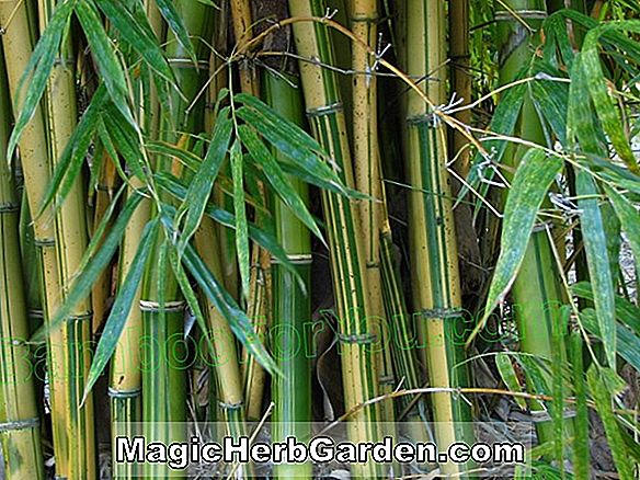 Bambusa vulgaris (bambou peint)