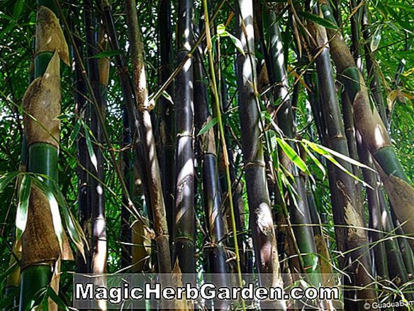 Bambusa membranacea (Bamboo)