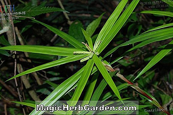 Bambusa pachinensis (bambou)