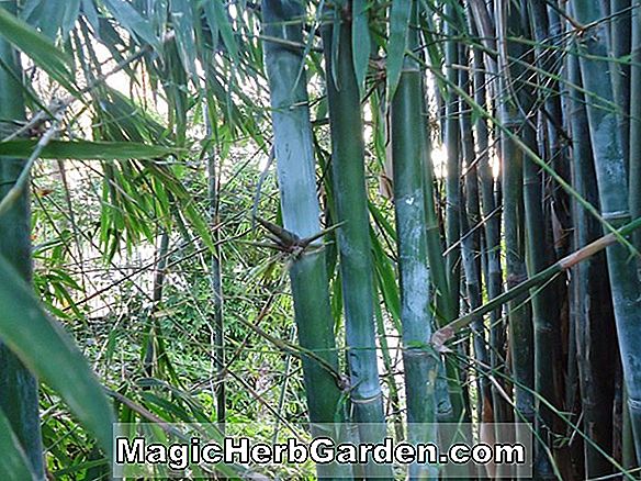 Bambusa tuldoides (Puntingpole Bamboo)