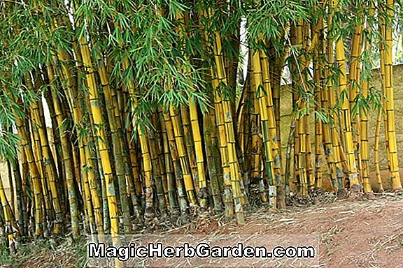 Bambusa vulgaris (malet bambus)