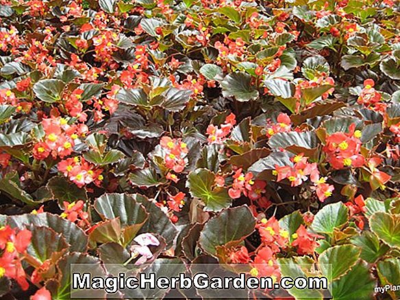 Planter: Begonia (A.L. Berry Begonia)