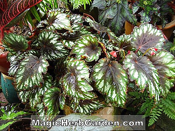 Begonia Abel Carriere (Abel Carriere Begonia) - #2