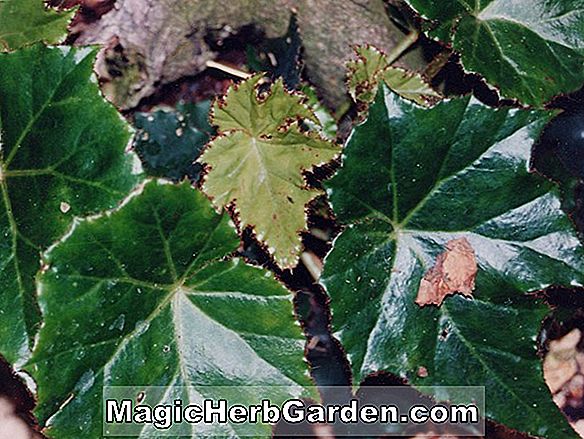 Planter: Begonia Alice-Clarkiae (Begonia Alice-Clarkiae)