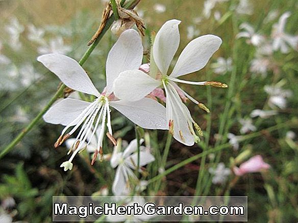 Begonia alnifolia (Begonia Alnifolia) - #2