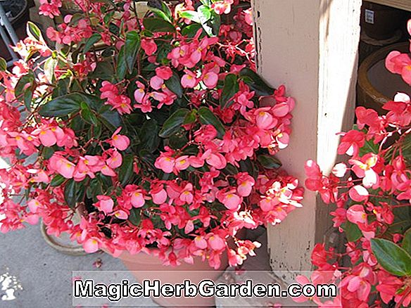 Begonia Pink Wonder (bégonia rose)