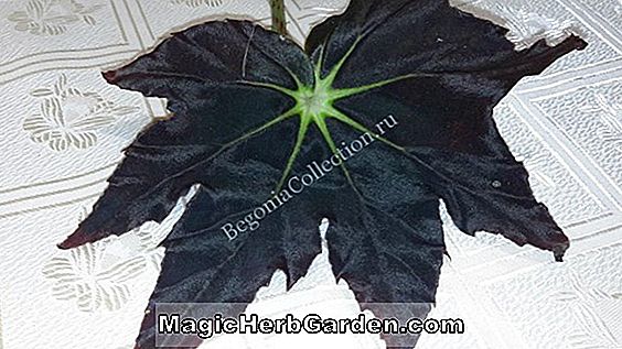 Növények: Begonia Anita (Anita Begonia)