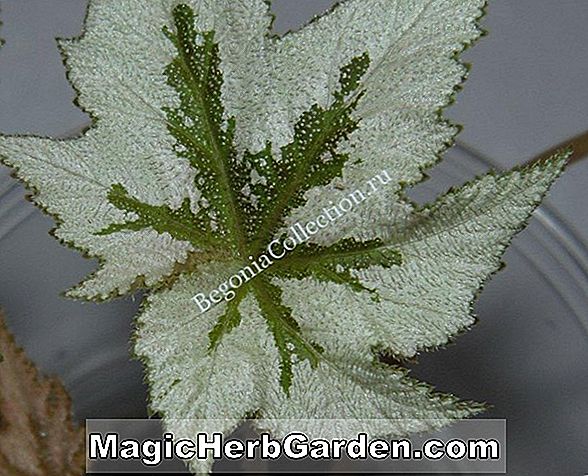 Begonia Arthur Mallet (Arthur Mallet Begonia) - #2