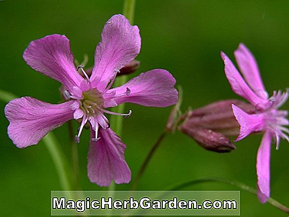 Planter: Begonia Baby Rosebud (Baby Rosebud Begonia) - #2