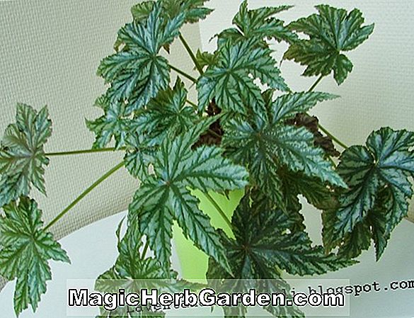 Planter: Begonia Bella (Rex) (Bella Begonia)