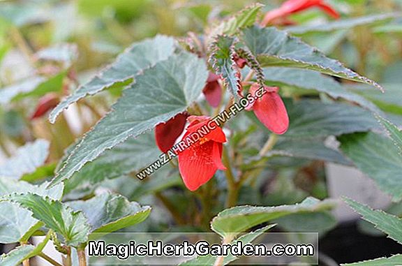 Begonia Bella Vista Blanding (Bella Vista Blanding Begonia) - #2