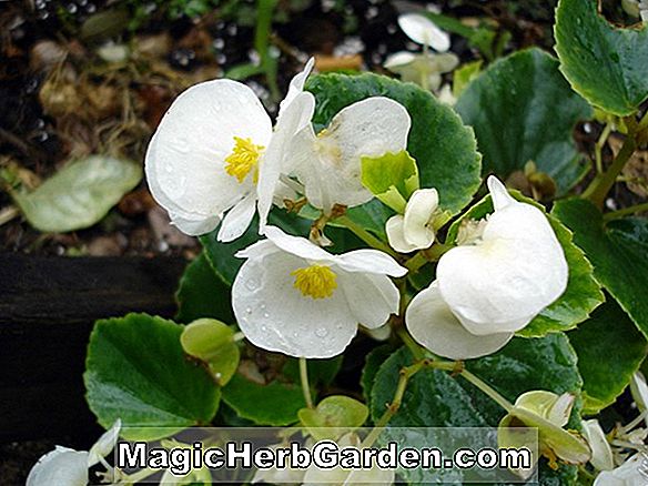 Begonia Bianco (Bianco Begonia)