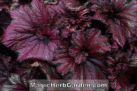 Begonia Raspberry Swirl (bégonia framboise)