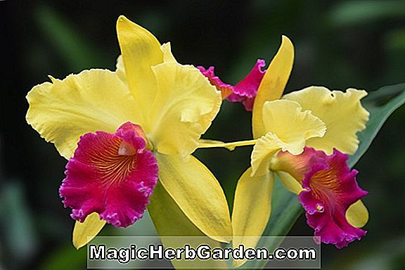 Növények: Begonia Bob Hamm (Bob Hamm Begonia) - #2