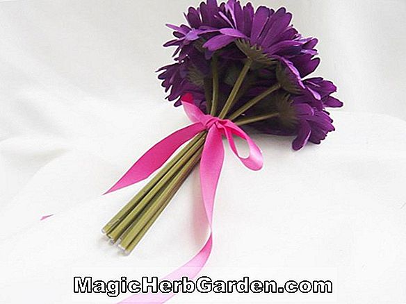 Begonia Bow Regard (Bow Regard Begonia) - #2