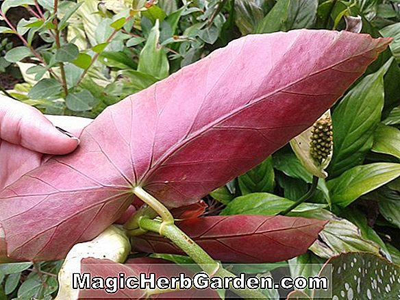 Begonia Carol (Carol Begonia)