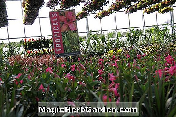 Begonia Coco Bright Scarlet (Coco Bright Scarlet Begonia) - #2