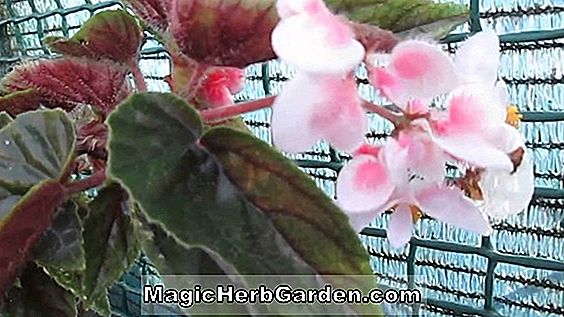 Begonia Credneri (Credneri Begonia)