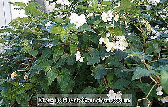 Begonia cubensis (Cubensis Begonia)