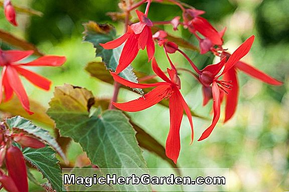 Begonia Dainty Maid (zierliche Maid Begonia)