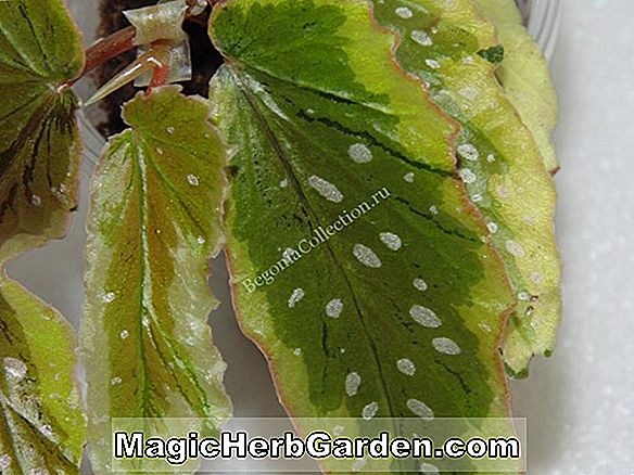 Planter: Begonia Dainty Spray (Dainty Spray Begonia)