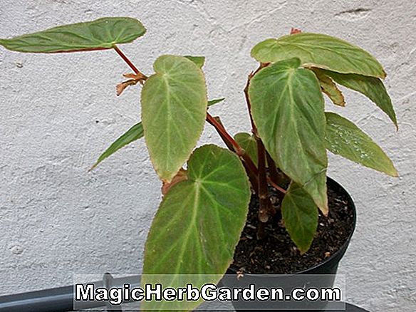 Növények: Begonia dietrichiana hort. (Dietrichiana Hort, Begonia) - #2