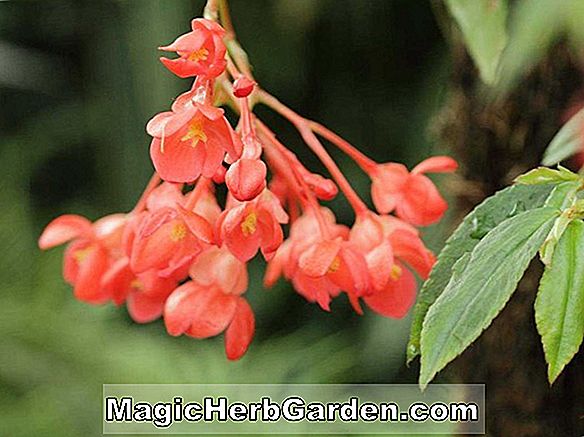 Begonia foliosa (Cascade Begonia) - #2