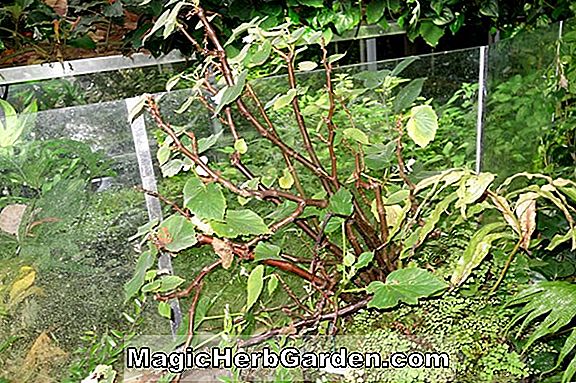 Planter: Begonia Dresden Silver (Dresden Silver Begonia)