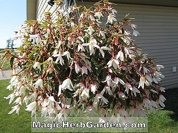 Planter: Begonia Encanto Grex (Encanto Grex Begonia)