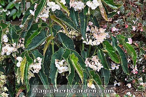 Pflanzen: Begonia Concord (Concord Begonie)