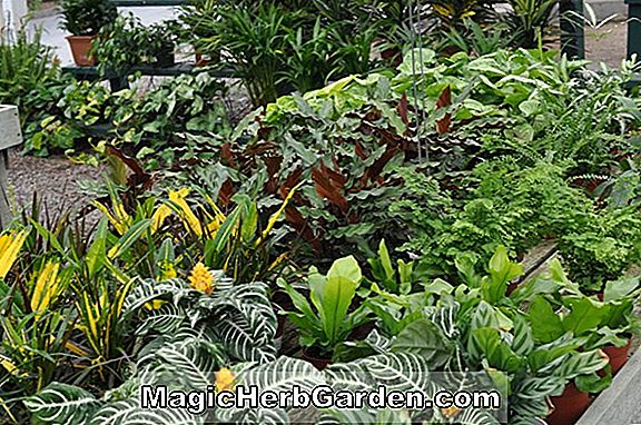 Növények: Begonia Dr. Evers (Dr. Evers Begonia)