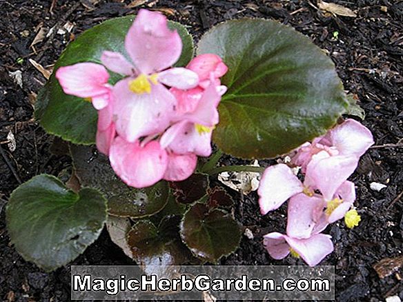 Begonia Foremost Pink (vorderste rosa Begonie)