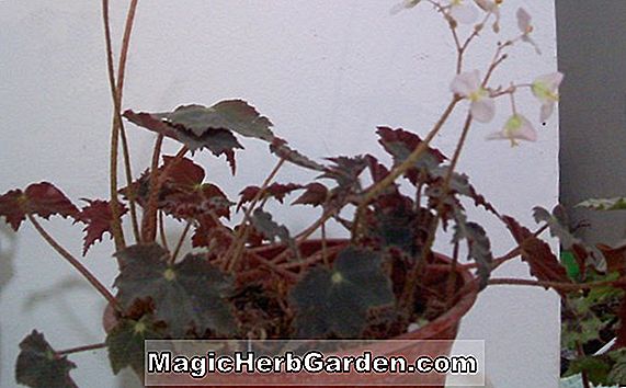 Pflanzen: Begonie Frondosa (Frondosa Begonie)