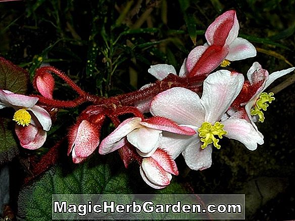 Plantes: Bégonia (bégonia du chevalier noir) - #2