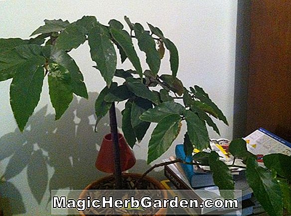 Növények: Begonia Gina (Gina Begonia)