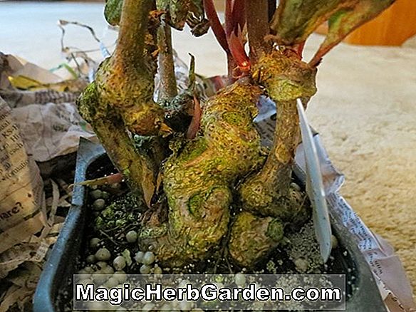 Begonia Goldie Frost (Goldie Frost Begonia)