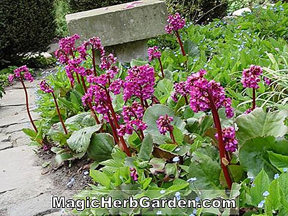 Begonia Purple Heart (Bégonia au coeur violet)