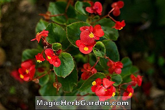 Begonia Hopi Star (Hopi Star Begonia)