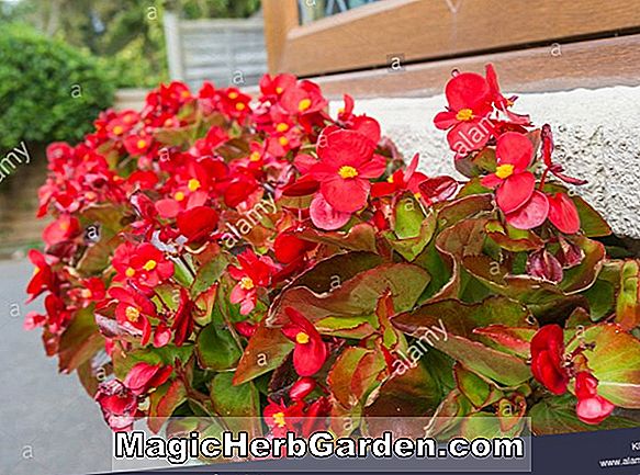 Begonia Kalinka Red (Kalinka Red Begonia)