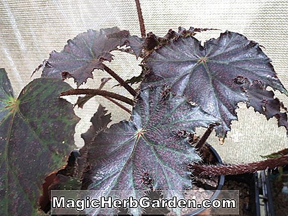 Plantes: Bégonia Lady Agnes Thieben (Lady Agnes Thieben Begonia) - #2